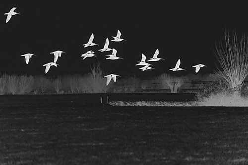 Wulpen boven het weiland (negatief)