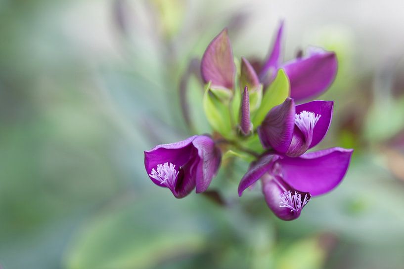 Purple emerging by Douwe Bergsma