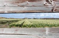 Doorkijkje naar bollenveld