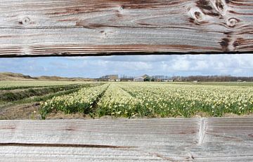 Blick auf das Blumenzwiebelfeld von Martijn Smit