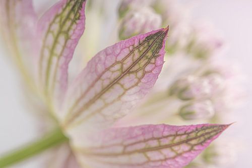 Lentegevoel: Pastelkleurig bloemblaadje van het Zeeuws Knoopje (Astrantia Major)