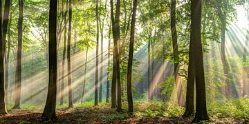 Sonnenstrahlen in einem Laubwald von Luuk Belgers