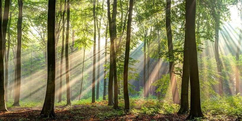 Sunbeams in a deciduous forest by Luuk Belgers