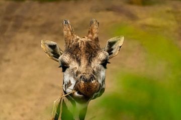 Giraffe mit Frühstück von Michael van Eijk