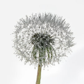 Dandelion Drops by Marjolein Deelen