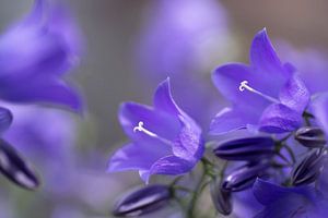 Campanules violettes dans le jardin sur Birgitte Bergman