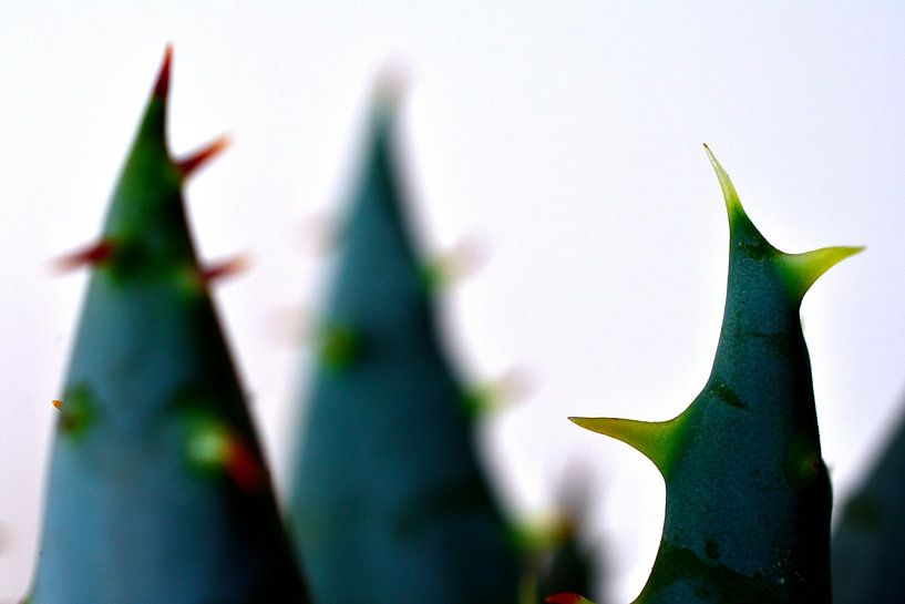 Makroaufnahme einer Aloe von Philipp Klassen