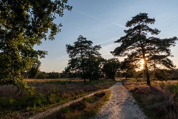Sandy path through the heath by Bettina Schnittert