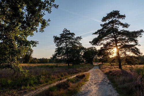 chemin sablonneux à travers la lande