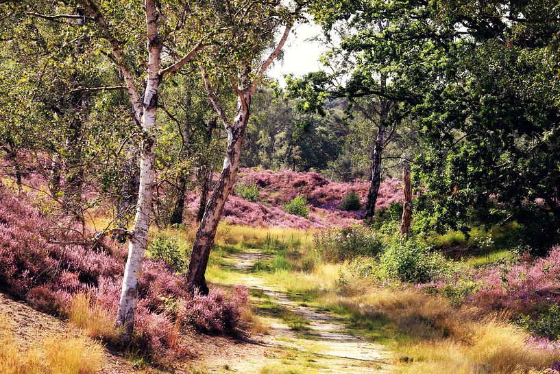 purple beauty! paarse heide in bloei! van Els Fonteine