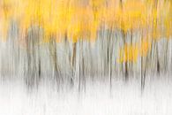 Abstract herfst bos van Ingrid Van Damme fotografie thumbnail