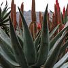 Agave een prachtige plant van Ton Tolboom