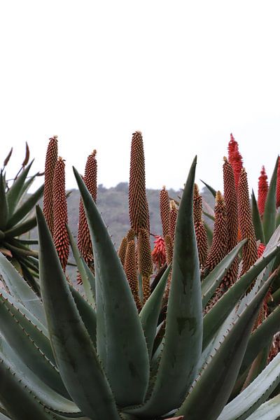 Agave eine schöne Pflanze von Ton Tolboom