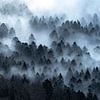 Nebel in bewaldetem Berghang von Sam Mannaerts