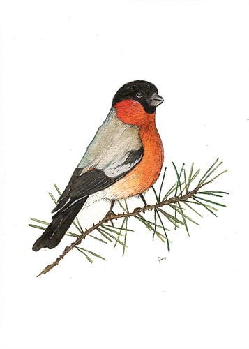 De goudvink  - aquarel tekening