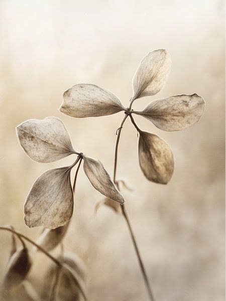 Zachte flora nr. 09 van Treechild