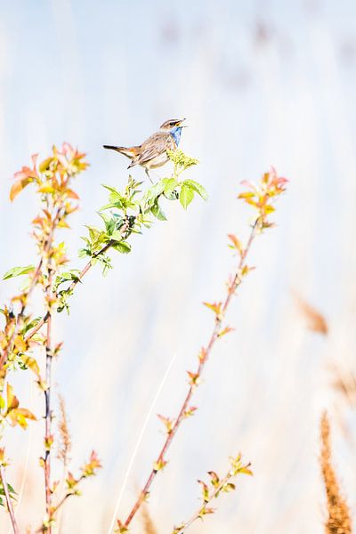 The singing bluethroat by Danny Slijfer Natuurfotografie