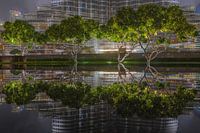 Reflections in Dubai