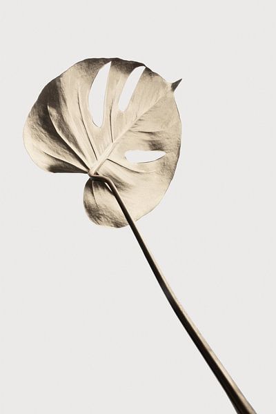Monstera Gold 03 par Pictufy Studio III