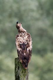 Un jeune aigle de mer est mis au défi de participer à un combat aérien simulé. sur Rob Geerlings
