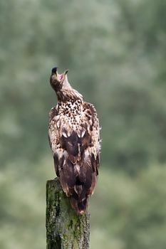 A young white-tailed eagle is challenged to a mock aerial battle.