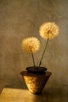 Botanical Brilliance. Still life with flowers. Fluff balls.
