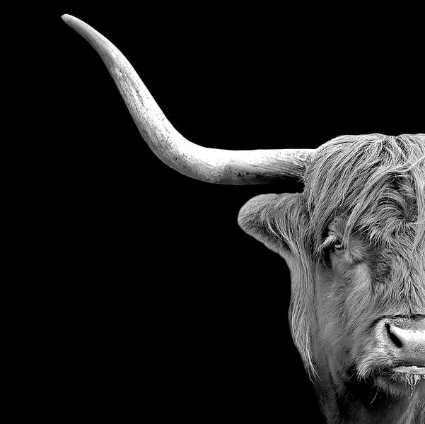 Scottish highlander portrait by Anjo Kan