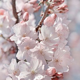Japanse kersenbloesem van Violetta Honkisz