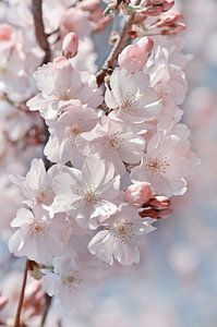 Japanische Kirschblüten