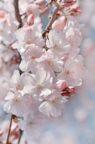 Japanische Kirschblüte von Violetta Honkisz