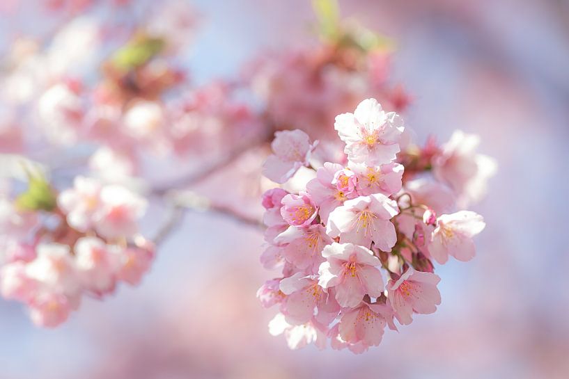 Pastel coloured spring beauty by Angelique van Esch