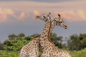 De strijd van de giraffen van Thomas Retterath