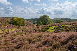 Blooming heathland Posbank by Peter Bartelings