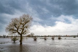 Hochwasser der IJssel mit hohen Wasserständen in den Überschwemmungsgebieten von Sjoerd van der Wal Fotografie