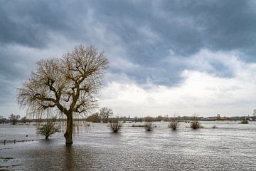 Hochwasser der IJssel mit hohen Wasserständen in den Überschwemmungsgebieten