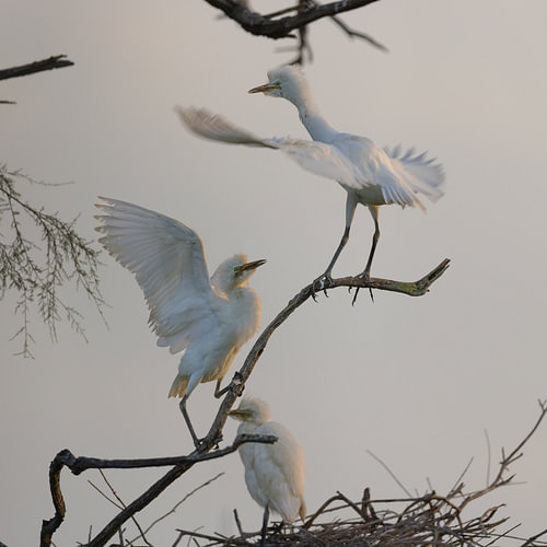 Cattle Egret in the Camargue by Dirk Rüter