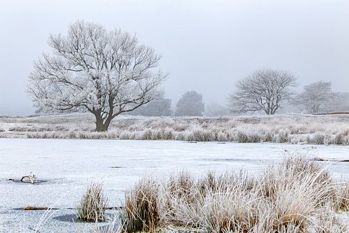 Berijpte bomen in winters landschap