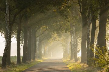 Weg met mist en zonnestralen van KB Design & Photography (Karen Brouwer)