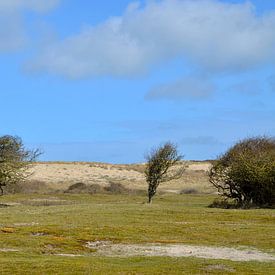 Weißes Rind im Dünengebiet Oostkapelle von Oostkapelle Fotografie