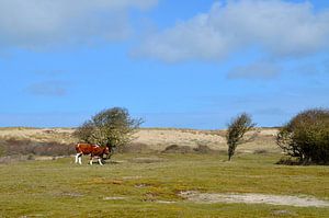 Vache blanche dans la région des dunes d'Oostkapelle
