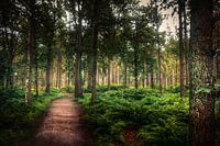 The dark forest of Friesland