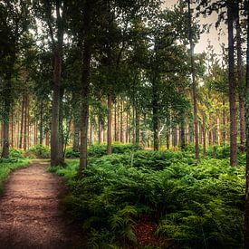 The dark forest of Friesland by Ineke Huizing