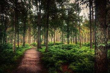 Het donkere bos van Friesland