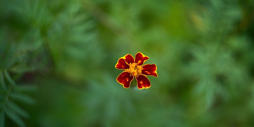 solitaire goudsbloem - Tagetes van Steffi Hommel