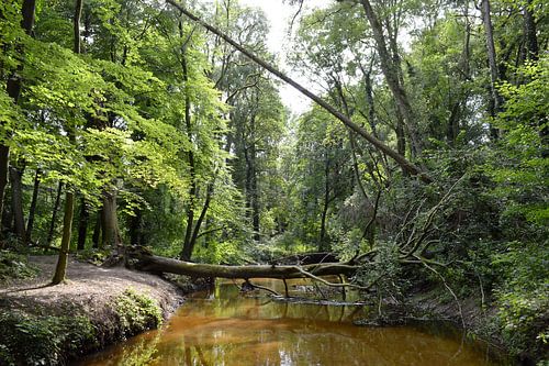omgevallen boom over een beek in een bos