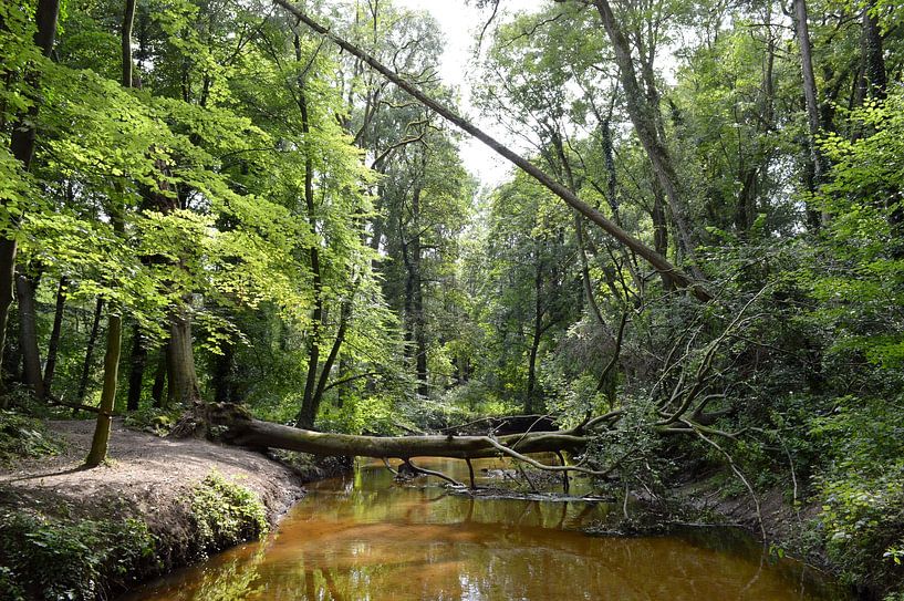 umgestürzter Baum über einem Bach in einem Wald von Joke te Grotenhuis