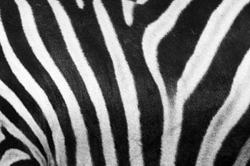 Black and white stripes