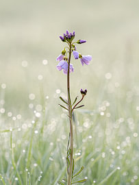 Pfingstrose im Bokeh