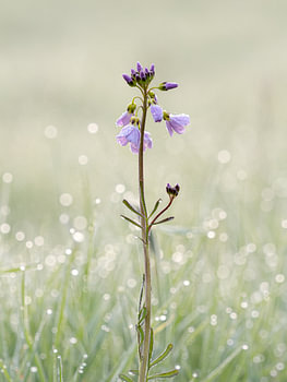 Pfingstrose im Bokeh