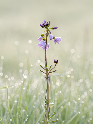 Pinksterbloem in de bokeh